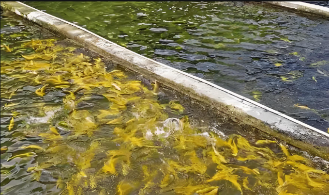 水產養(yǎng)殖水質檢測標準參數表-魚蝦貝藻類漁業(yè)水質分析儀